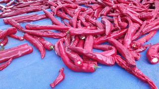 정진택님의 고추 · 병해충상담 작성글 사진