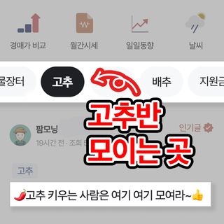 고추 농사도우미님의 고추 · 일상 작성글 사진