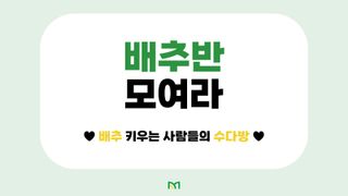 배추 농사도우미님의 배추 · 일상 작성글 사진