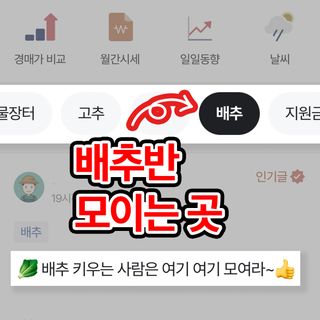 배추 농사도우미님의 배추 · 일상 작성글 사진