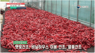고추 농사도우미님의 고추 · 저장•가공 작성글 사진