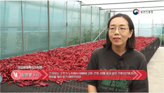 고추 농사도우미님의 고추 · 저장•가공 작성글 사진