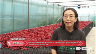 고추 농사도우미님의 고추 · 저장•가공 작성글 사진