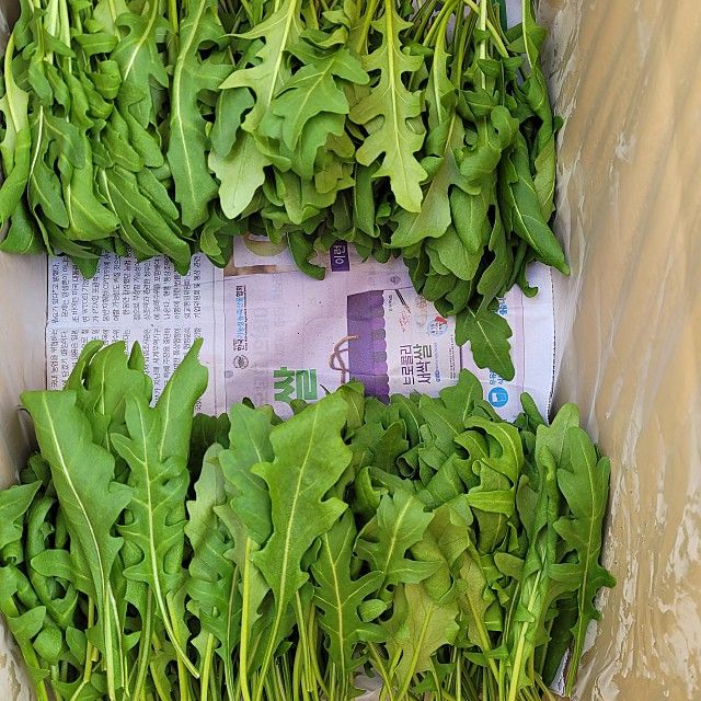 권미화님의 장터 판매 상품 [논산 허브] 첨부 사진