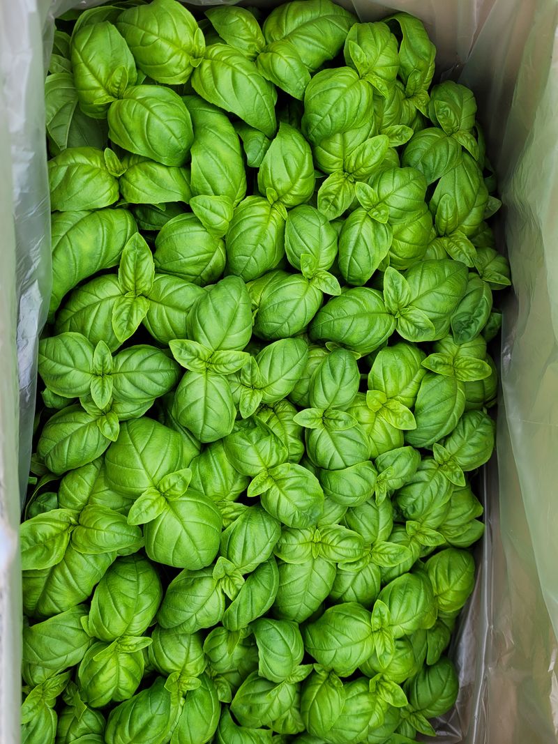 권미화님의 장터 판매 상품 [논산 허브] 첨부 사진