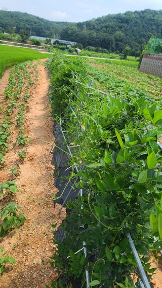 이용우님의 팜모닝 · 출석 작성글 사진