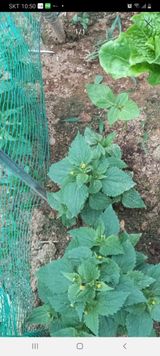 팜모닝 기타작물·병해충상담 게시글 이미지