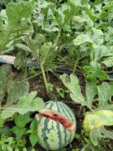 팜모닝 기타작물·병해충상담 게시글 이미지