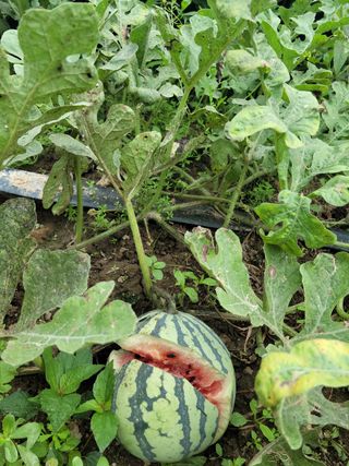 안종석님의 기타작물 · 병해충상담 작성글 사진