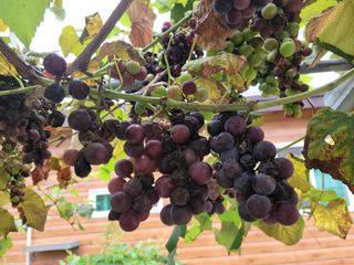 안종석님의 포도 · 병해충상담 작성글 사진