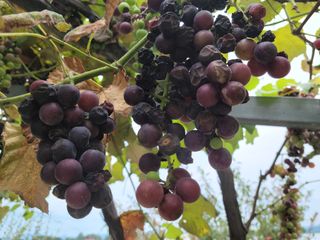 안종석님의 포도 · 병해충상담 작성글 사진