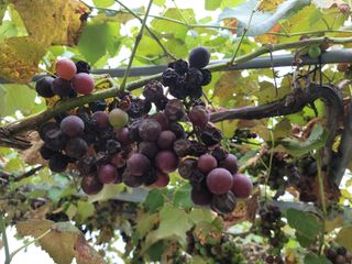 안종석님의 포도 · 병해충상담 작성글 사진