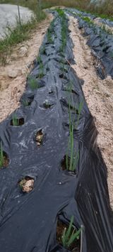 팜모닝 팜모닝·출석 게시글 이미지