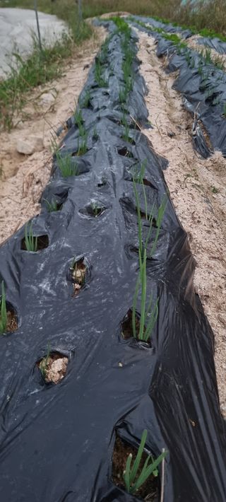 김문수님의 팜모닝 · 출석 작성글 사진