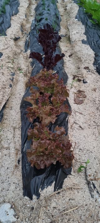 김문수님의 팜모닝 · 출석 작성글 사진