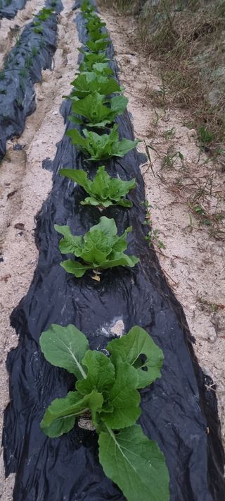 김문수님의 팜모닝 · 출석 작성글 사진