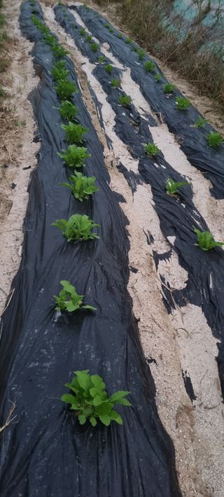 김문수님의 팜모닝 · 출석 작성글 사진