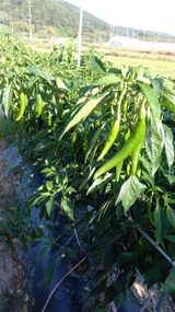 팜모닝 팜모닝·출석 게시글 이미지