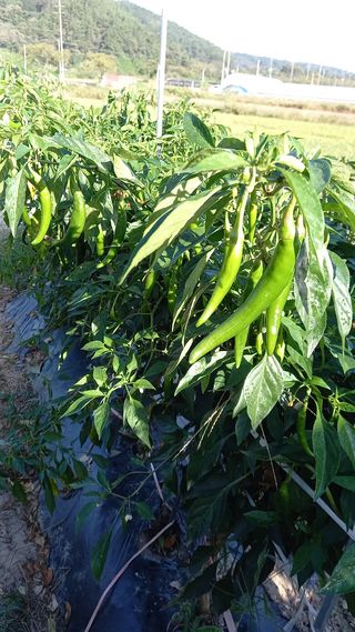 항상감사 님의 팜모닝 · 출석 작성글 사진