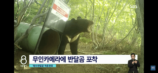 창녕블루베리님의 시금치 · 일상 작성글 사진