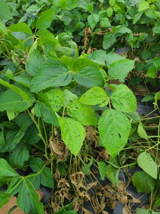 윤병두님의 콩 · 병해충상담 작성글 사진