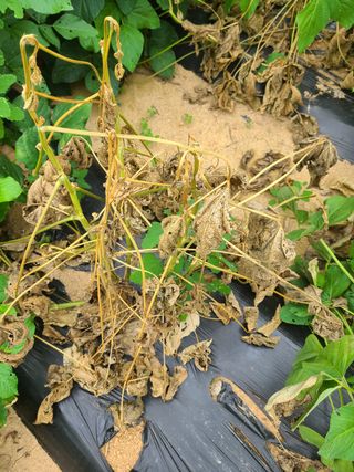 윤병두님의 콩 · 병해충상담 작성글 사진