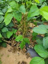 팜모닝 콩·병해충상담 게시글 이미지