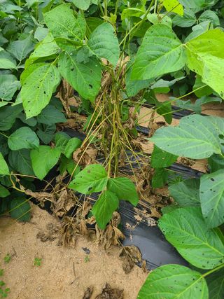 윤병두님의 콩 · 병해충상담 작성글 사진