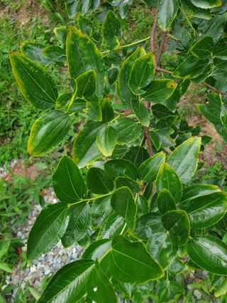 광주라디에터님의 기타작물 · 병해충상담 작성글 사진