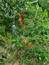 팜모닝 기타작물·병해충상담 게시글 이미지