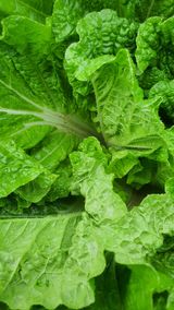 팜모닝 배추·병해충상담 게시글 이미지