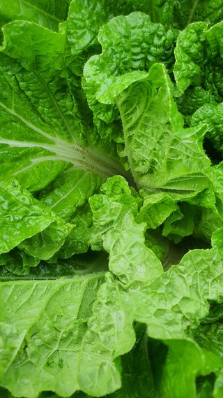 진달래 님의 배추 · 병해충상담 작성글 사진