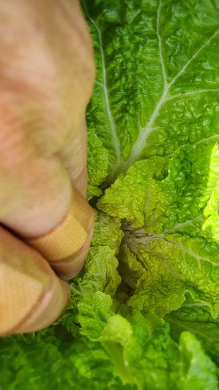 진달래 님의 배추 · 병해충상담 작성글 사진