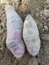 팜모닝 고구마·병해충상담 게시글 이미지