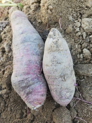 별이맘님의 고구마 · 병해충상담 작성글 사진