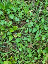 팜모닝 기타작물·병해충상담 게시글 이미지