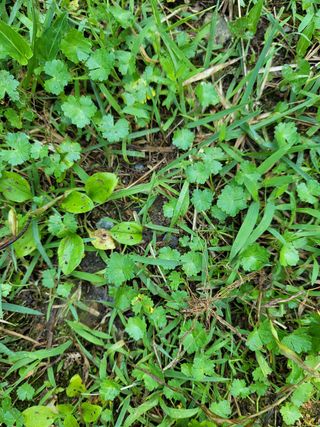 김한수 님의 기타작물 · 병해충상담 작성글 사진