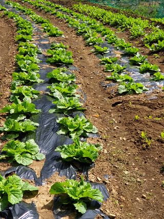 멋진시골할배님의 팜모닝 · 출석 작성글 사진