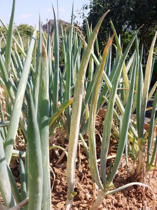 대부도하비님의 파 · 병해충상담 작성글 사진