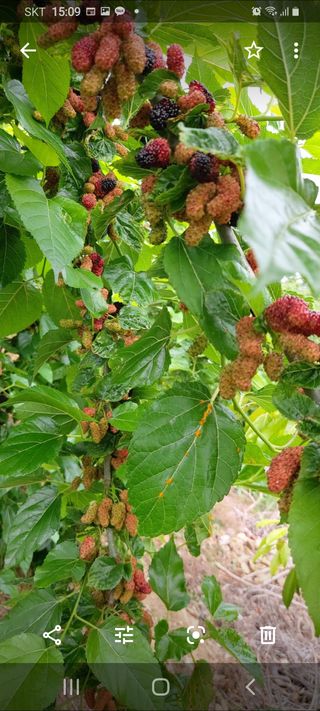 임채상님의 기타작물 · 병해충상담 작성글 사진