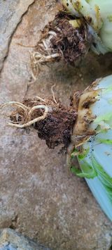 팜모닝 배추·병해충상담 게시글 이미지