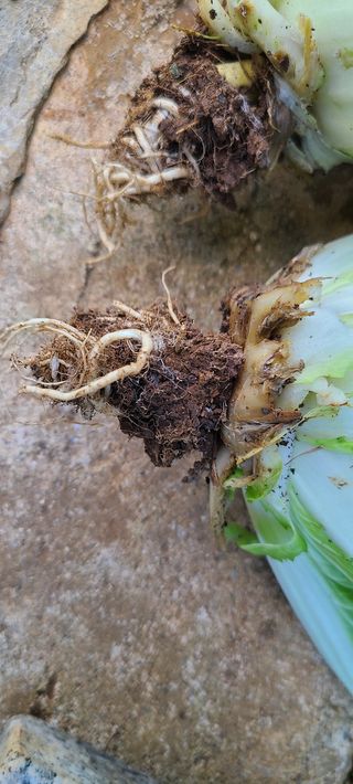 평창분홍님의 배추 · 병해충상담 작성글 사진