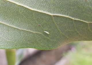 농아부지님의 감 · 병해충상담 작성글 사진