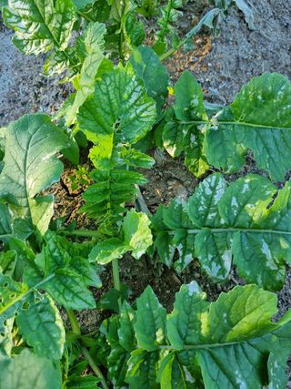 박경옥님의 배추 · 병해충상담 작성글 사진