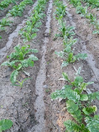 박경옥님의 배추 · 병해충상담 작성글 사진