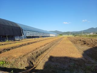 월산 양파님의 복숭아 · 자유게시판 작성글 사진