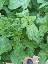 팜모닝 들깨·병해충상담 게시글 이미지