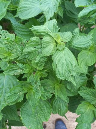 권중기님의 들깨 · 병해충상담 작성글 사진