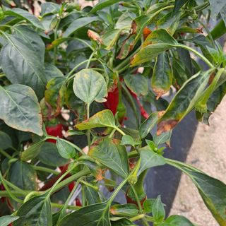 공기같은여자님의 고추 · 병해충상담 작성글 사진