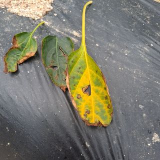 공기같은여자님의 고추 · 병해충상담 작성글 사진